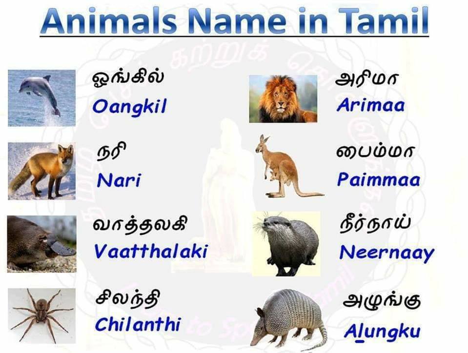 Animals Name In Tamil
