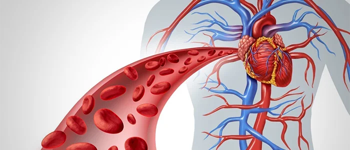 Assists circulatory function