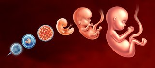 Solution Problème de Grossesse