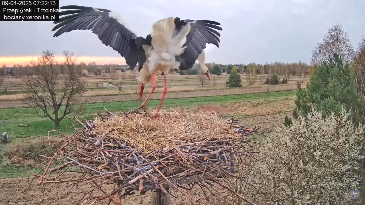 09042025bociany_29