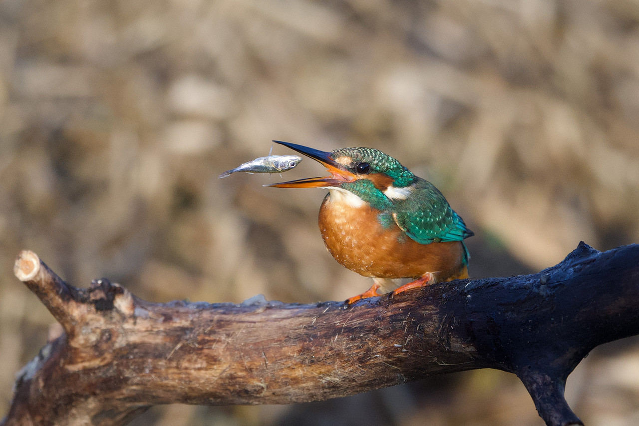 IJsvogel met een lekkere prooi