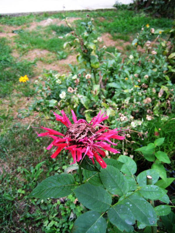 monarda