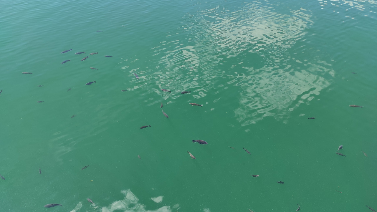 06.04 - IMG_20220618_112331 (Czesio1)