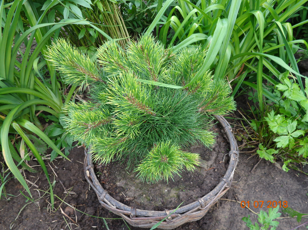 сосна сеншейн