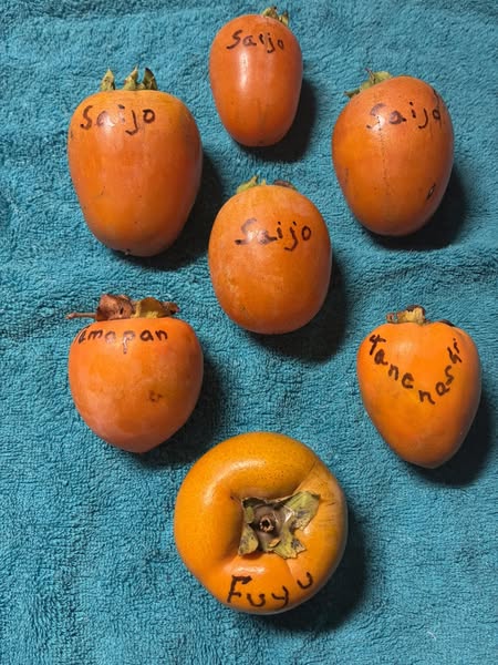 Lake Mills U-pick persimmons