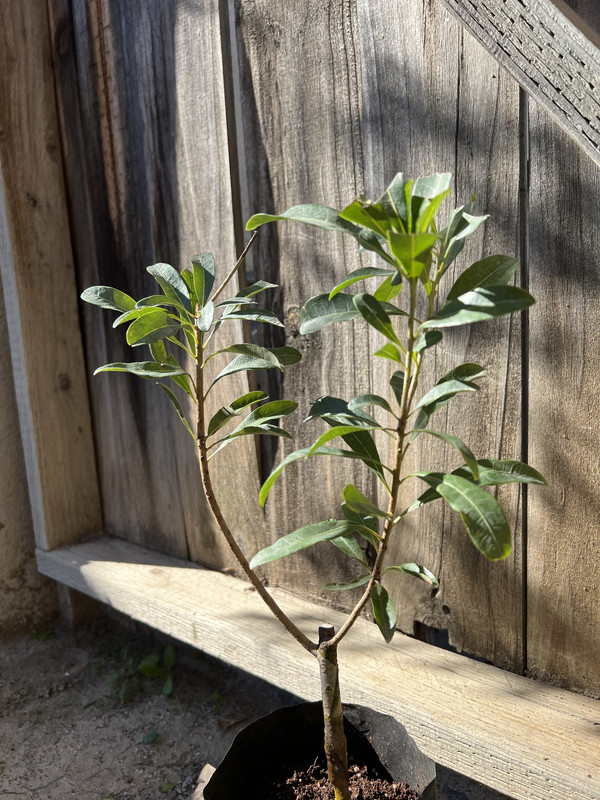 65A00C7E-72E1-43A1-8B81-29B4F933A4B8