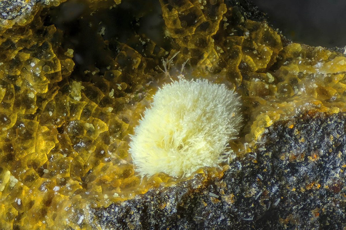 posible bismita_lemoulinal