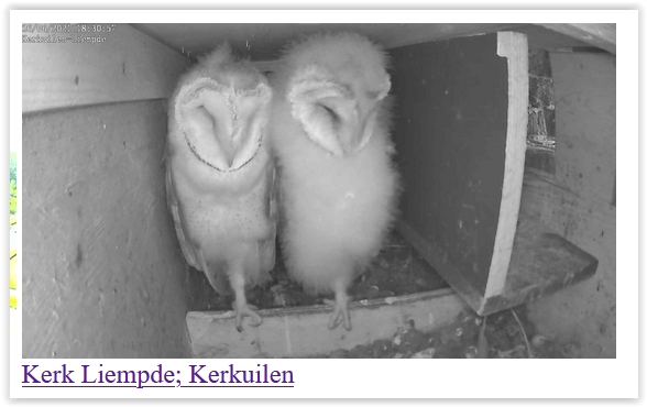 Screen Shot 06-26-21 at 06.31 PM