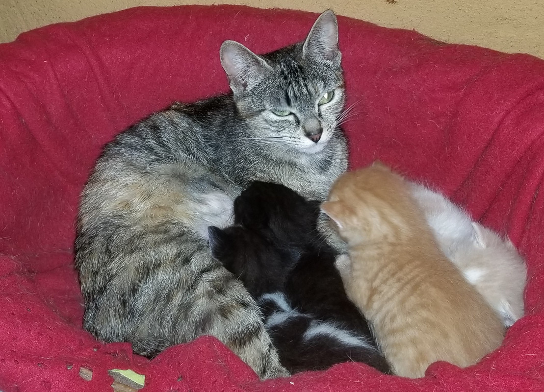 Tessa Femelle Tigre Allaitant Ses 4 Chatons 03 05 21 A Reserver Page 2 Association Chalonn