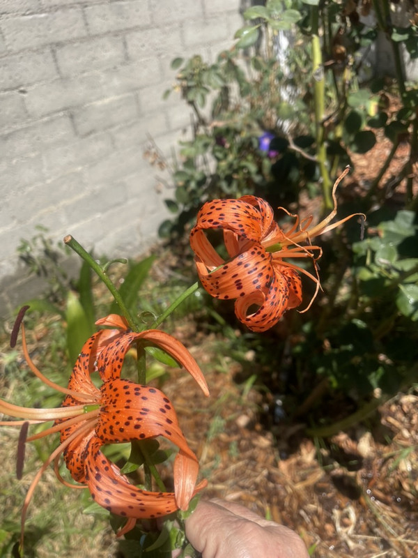 6588942F-90E0-47E7-9ECC-7E014689DCA8_1_105_c