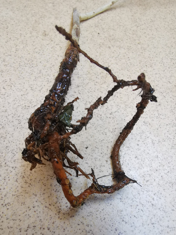 Obrázek WhatsApp, 2025-07-01 v 10.17.02_b6d44422