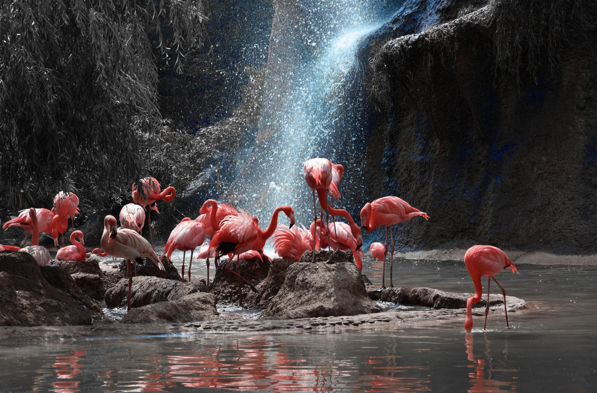 pink-group-flamingo-dis.jpg