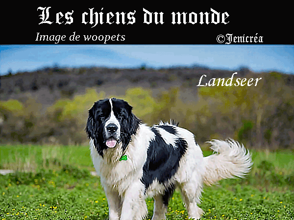 Landseer