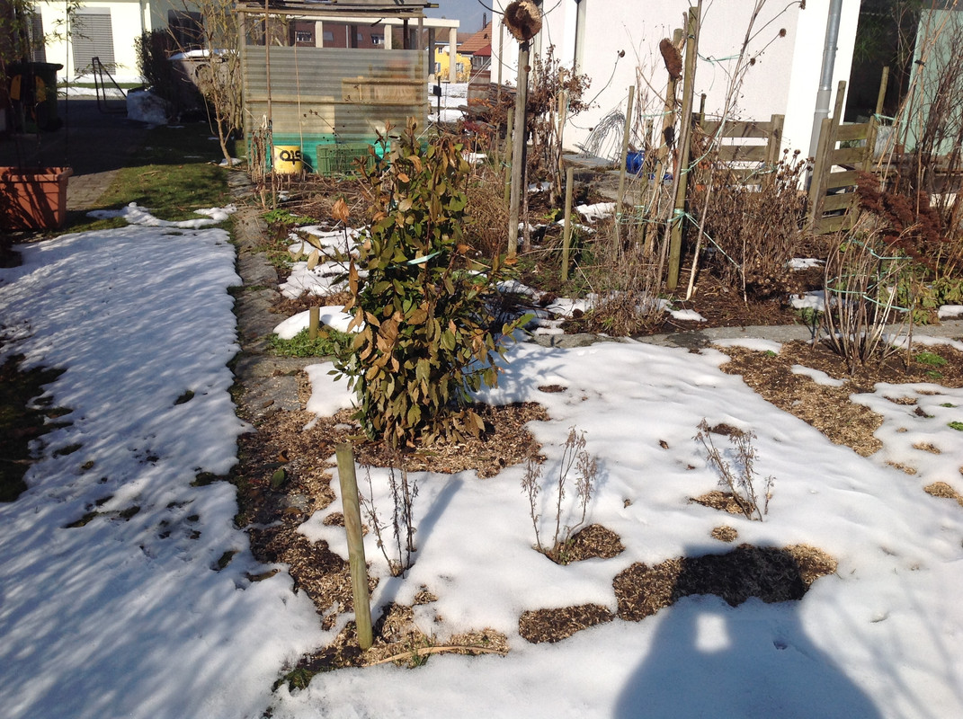 Garten Februar 12.02.2015 13 Uhr (15)