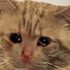 https://i.postimg.cc/LsbPvBm2/10.png