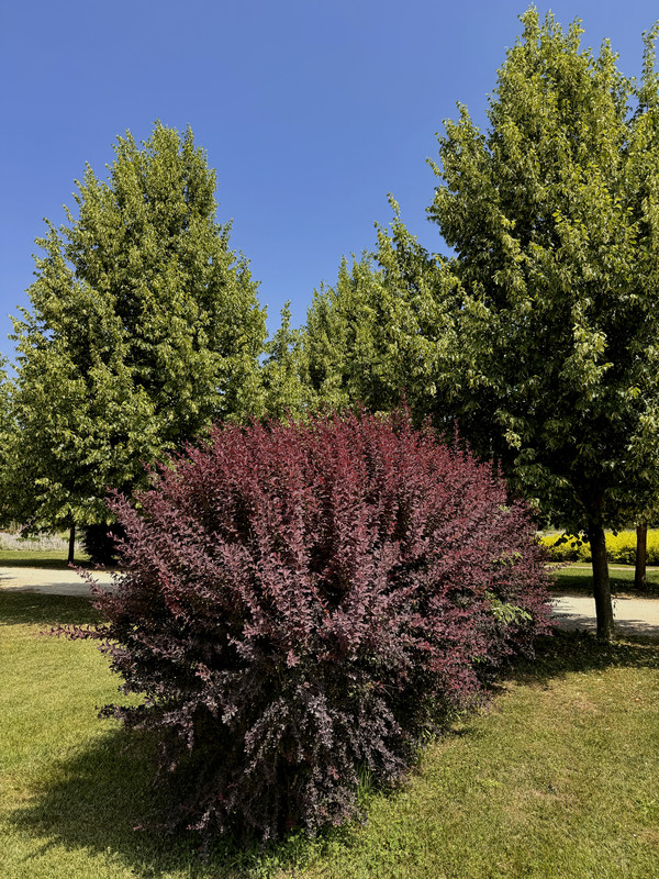 https://i.postimg.cc/LsbYr7Jz/IMG-8699-edit-420669573168101.jpg