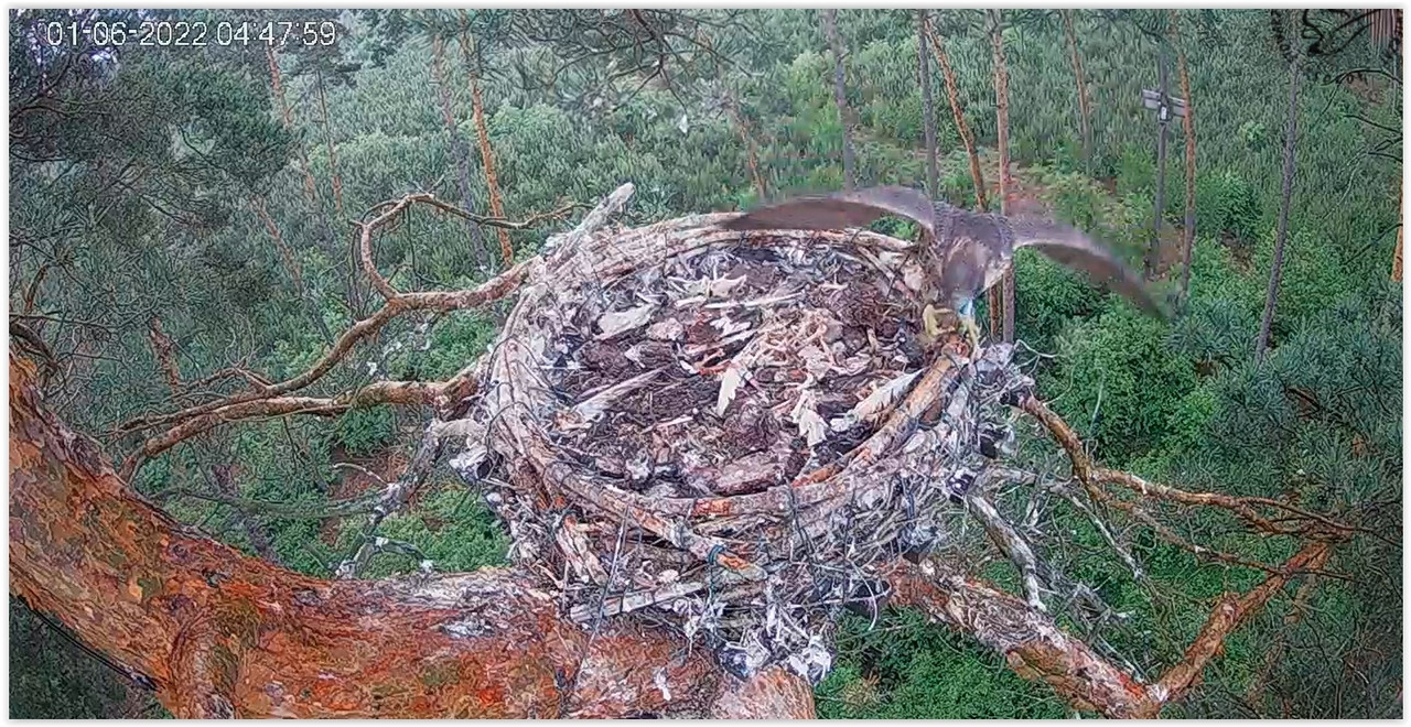 Screen Shot 06-01-22 at 04.48 AM 001