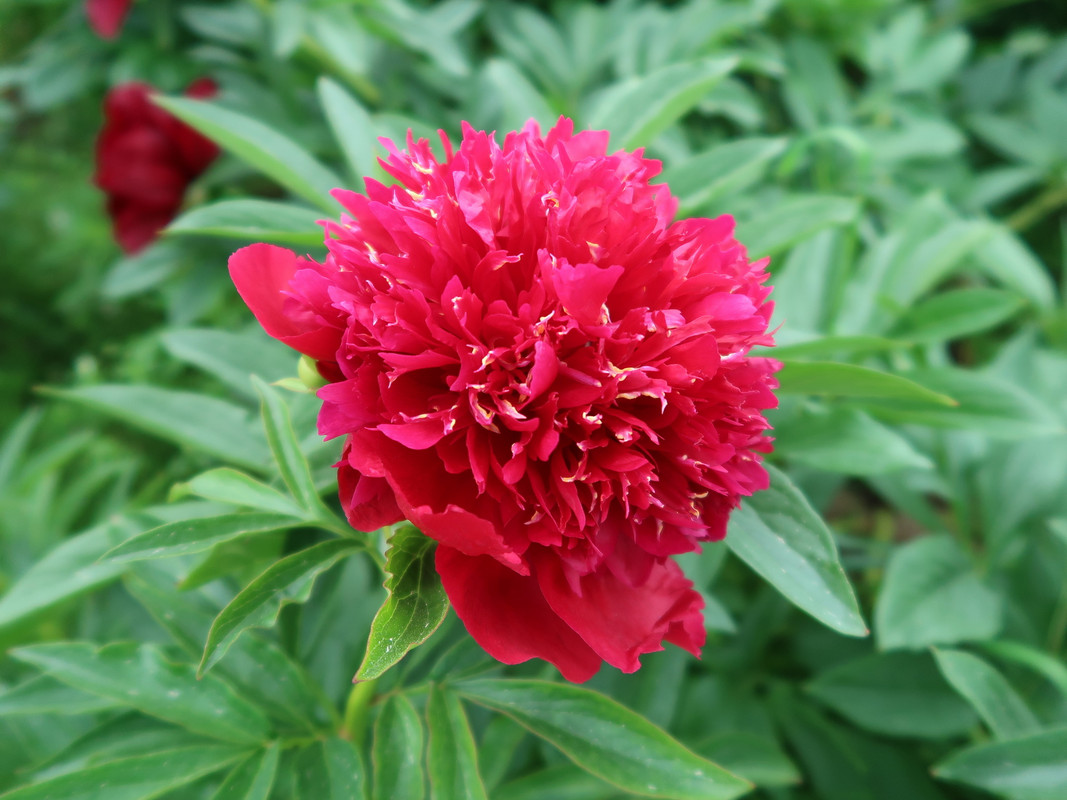Пион Red dandy 2