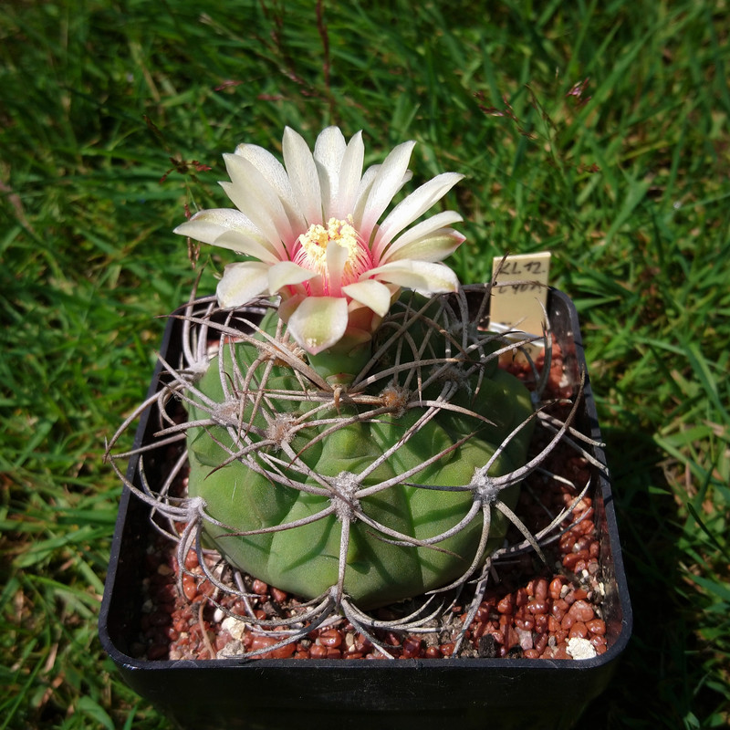 Gymnocalycium nigriareolatum v. simoi KL12.090A nr 2