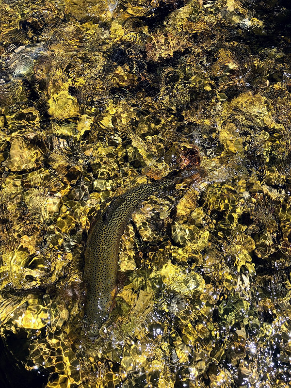 203F6C65-252A-4D21-940D-7C46DEBB2EE9