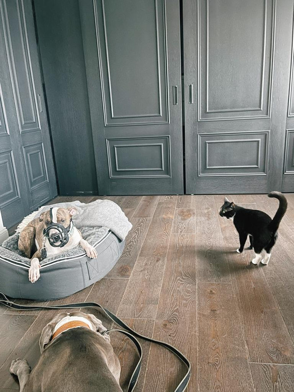 310CA5A6-832F-43A7-9416-98CA70CB989E