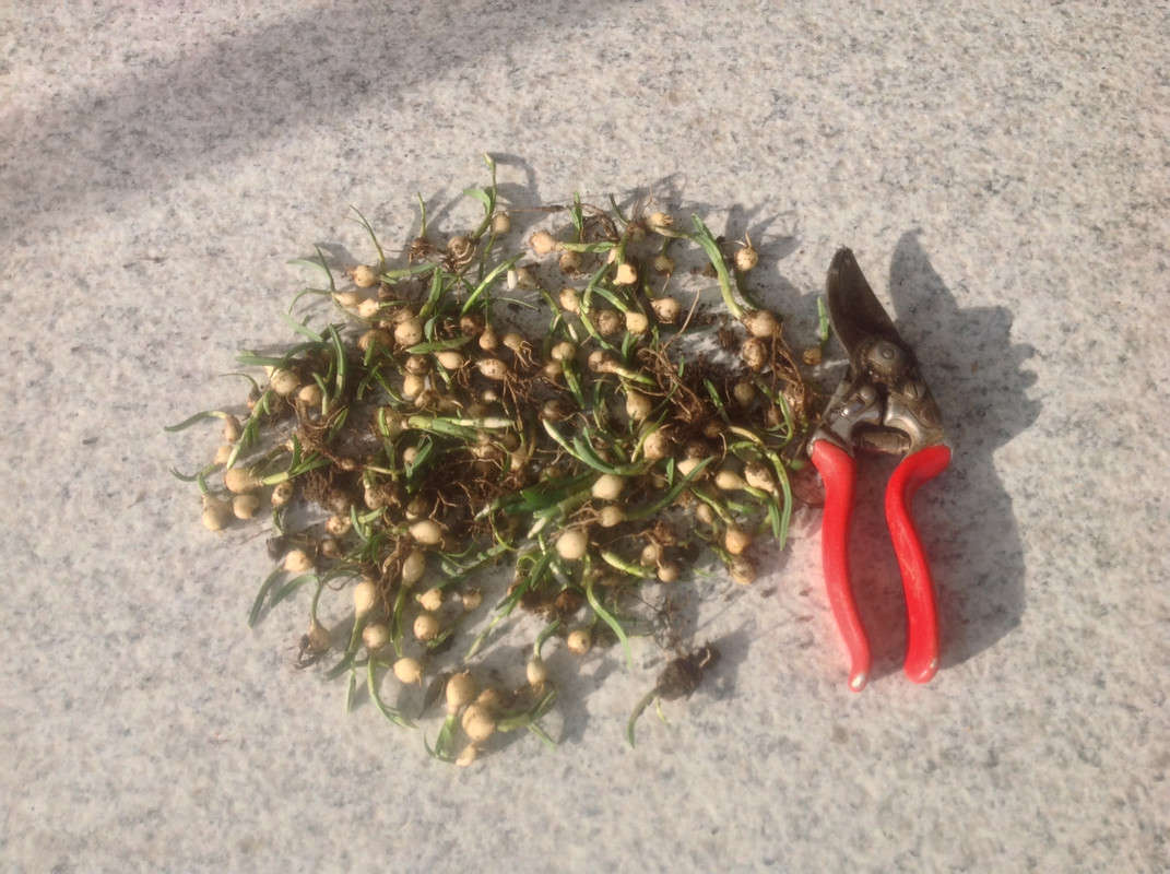 Schneeglöckchenzwiebeln 1792 Setztiefe Feb 16 b