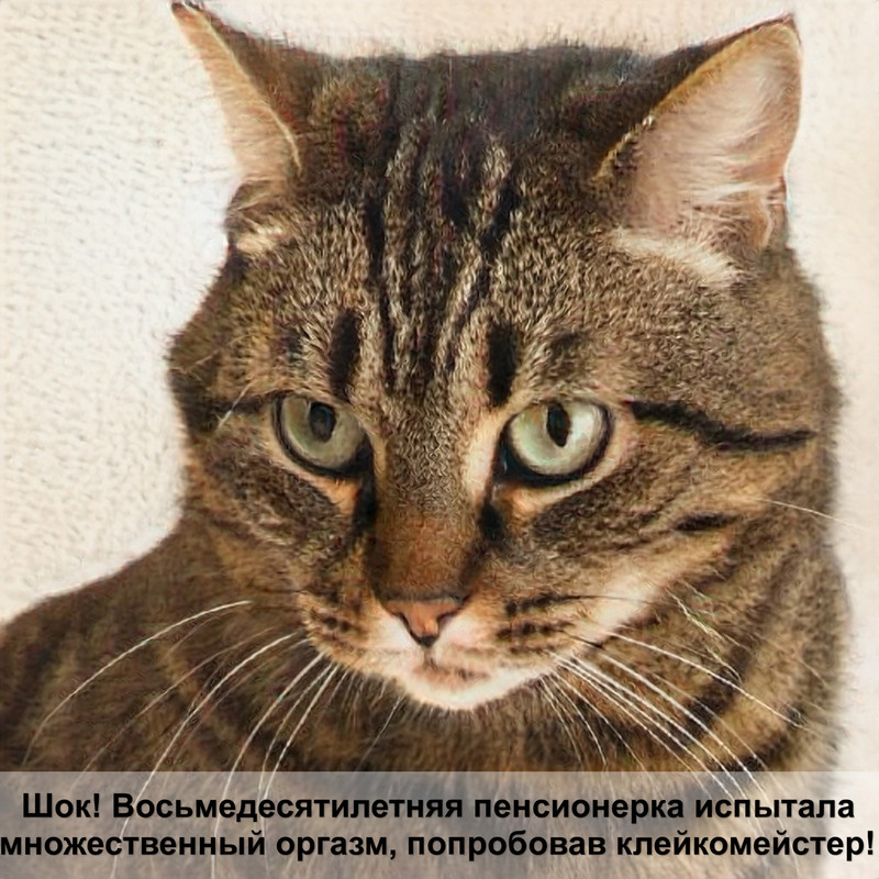 корм для беременных кошек