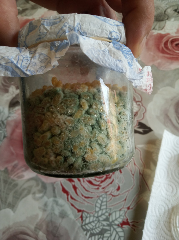вериде на 60 часа (1)