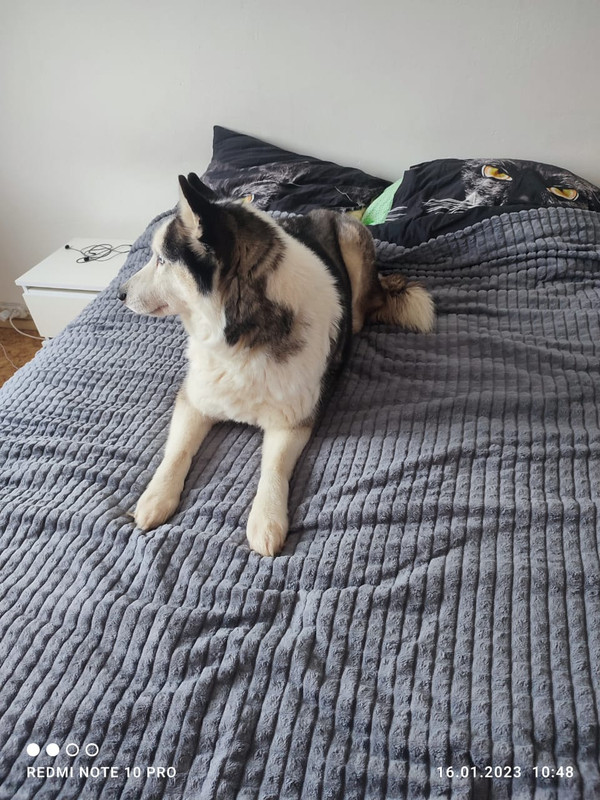 62366F98-D1C5-4C43-874D-2E714E120E31