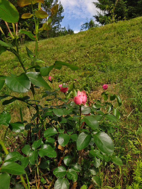 IMG_20210628_110105