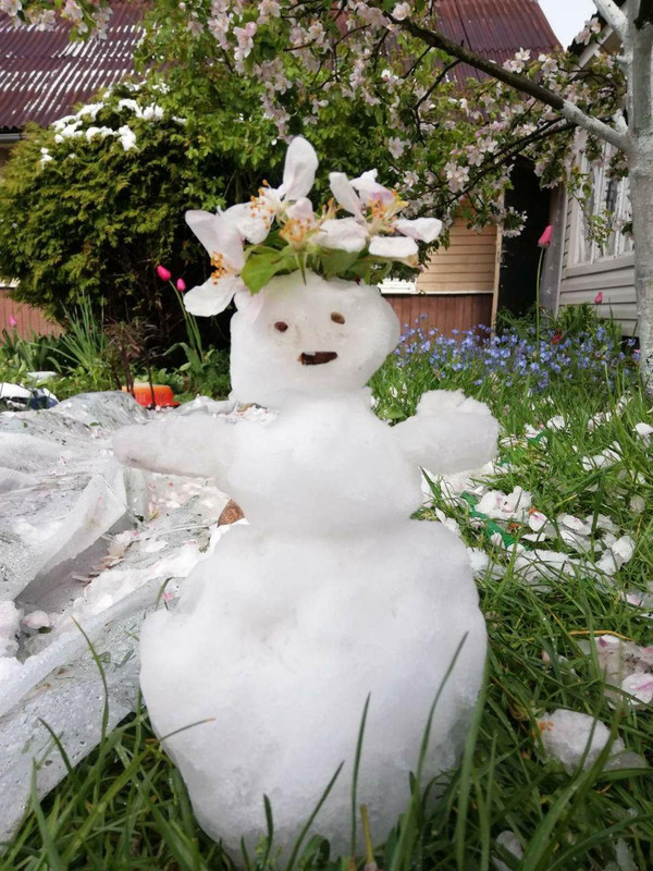 Майский снеговик