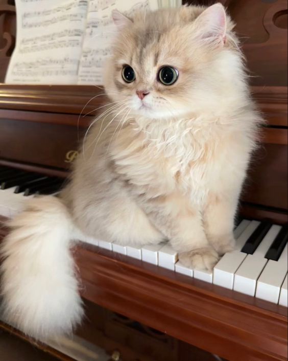 Cat-Kittenonpiano3e24d7ed500dcc9521b25.jpg