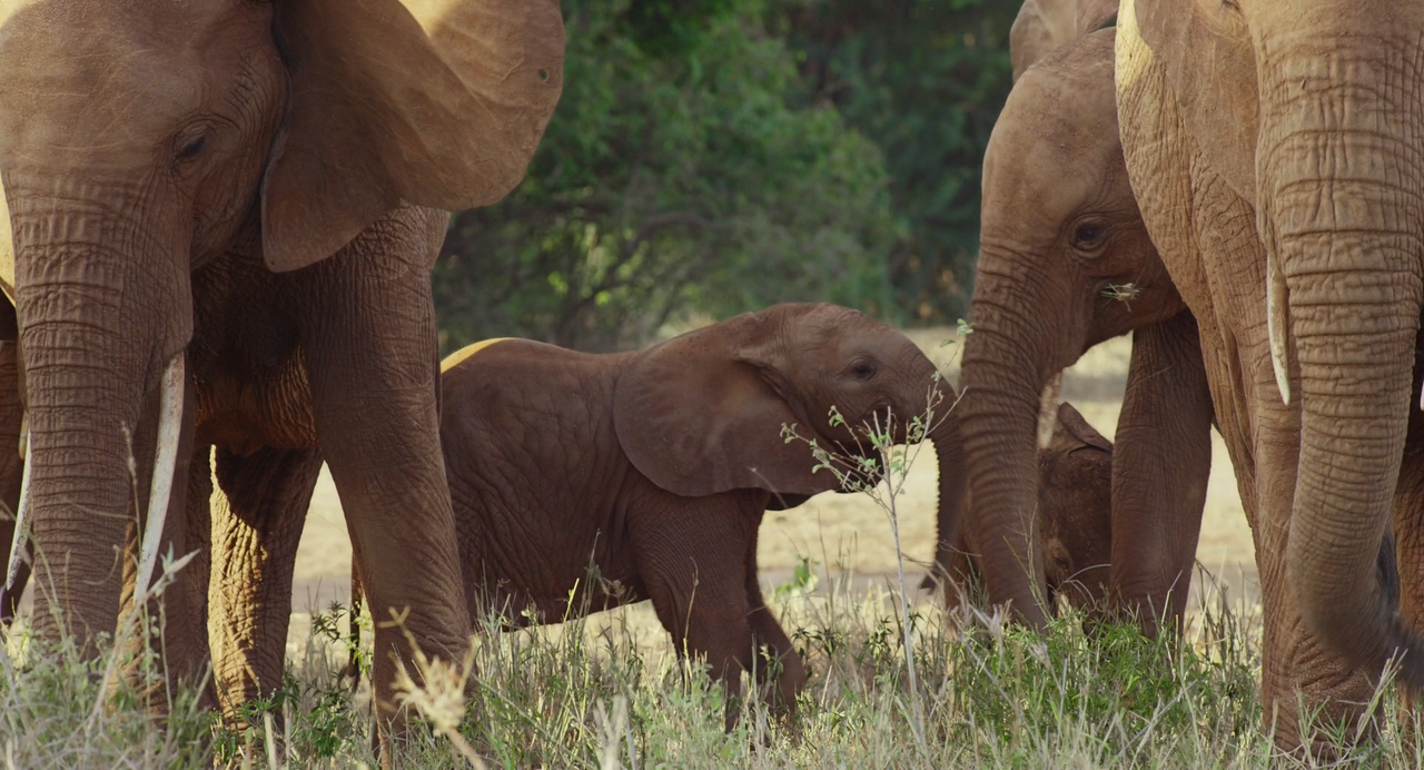 La.Madre.Degli.Elefanti.2019.ITA.ENG.1080p.ATVP.WEB-DLMux.DD5.1.