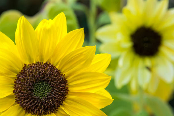 beautiful yellow sunflower flowers in a home garden during fall in northern france