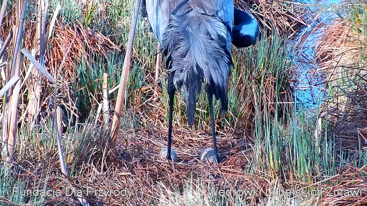 Kamera na żywo Gniazdo żurawia, okolice Poleskiego PN. Live cam nesting common crane, Polesie Poland