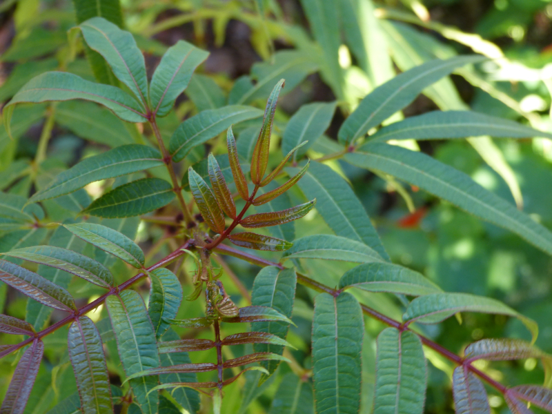 Zanthoxylum laetum 3