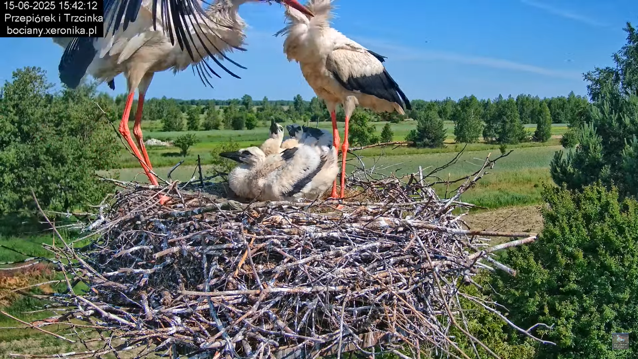 15062025bociany27