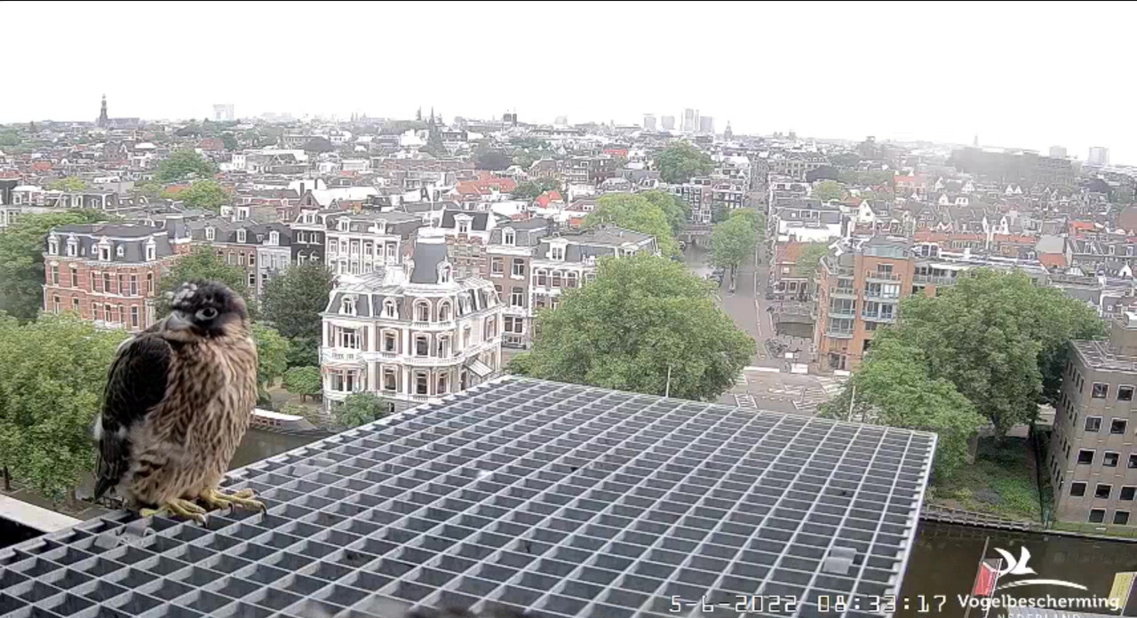 Amsterdam/Rijksmuseum screenshots © Beleef de Lente/Vogelbescherming Nederland - Pagina 18 Video-2022-06-05-083444-Moment