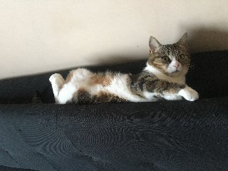 CFAB109-C-831-F-4-B87-A5-BF-AC2-A991-CEB