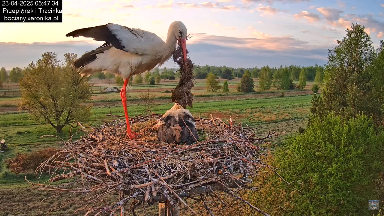 23042025bociany3