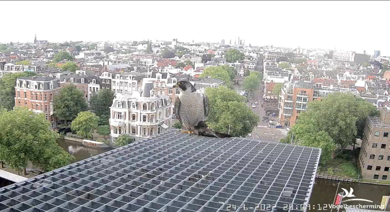Amsterdam/Rijksmuseum screenshots © Beleef de Lente/Vogelbescherming Nederland - Pagina 32 Video-2022-06-24-201601-Moment