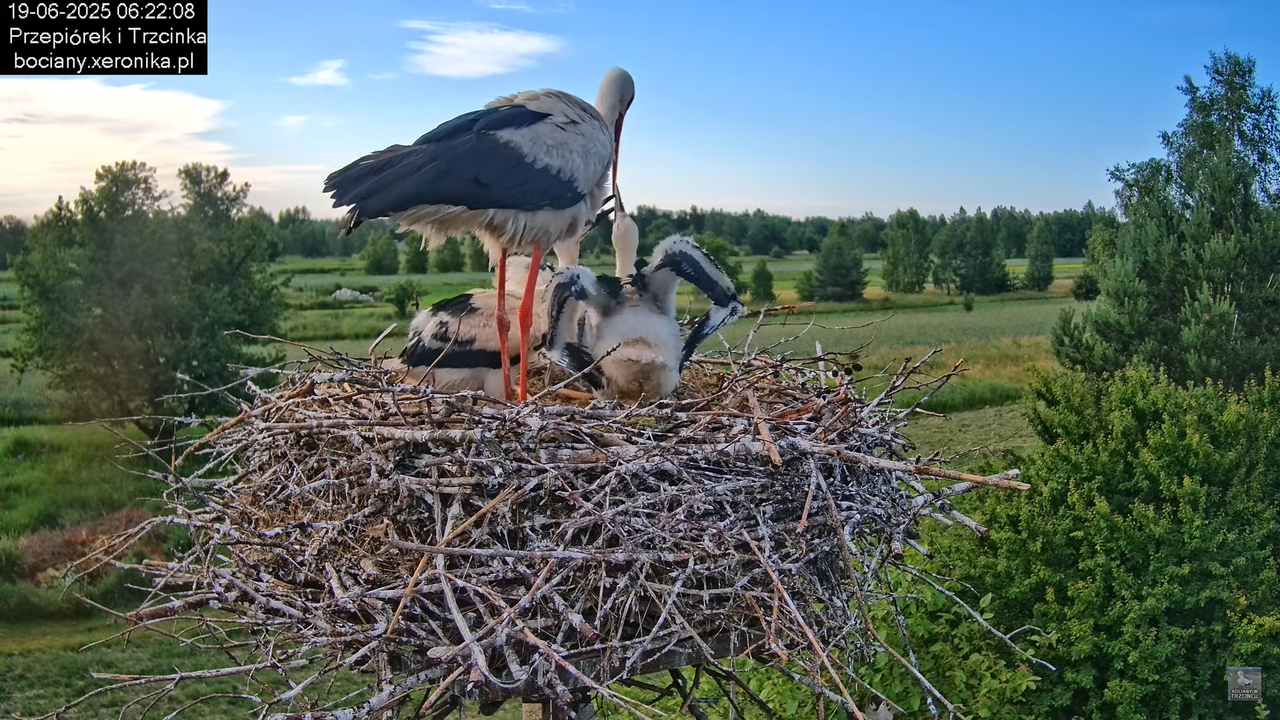 19062025bociany12