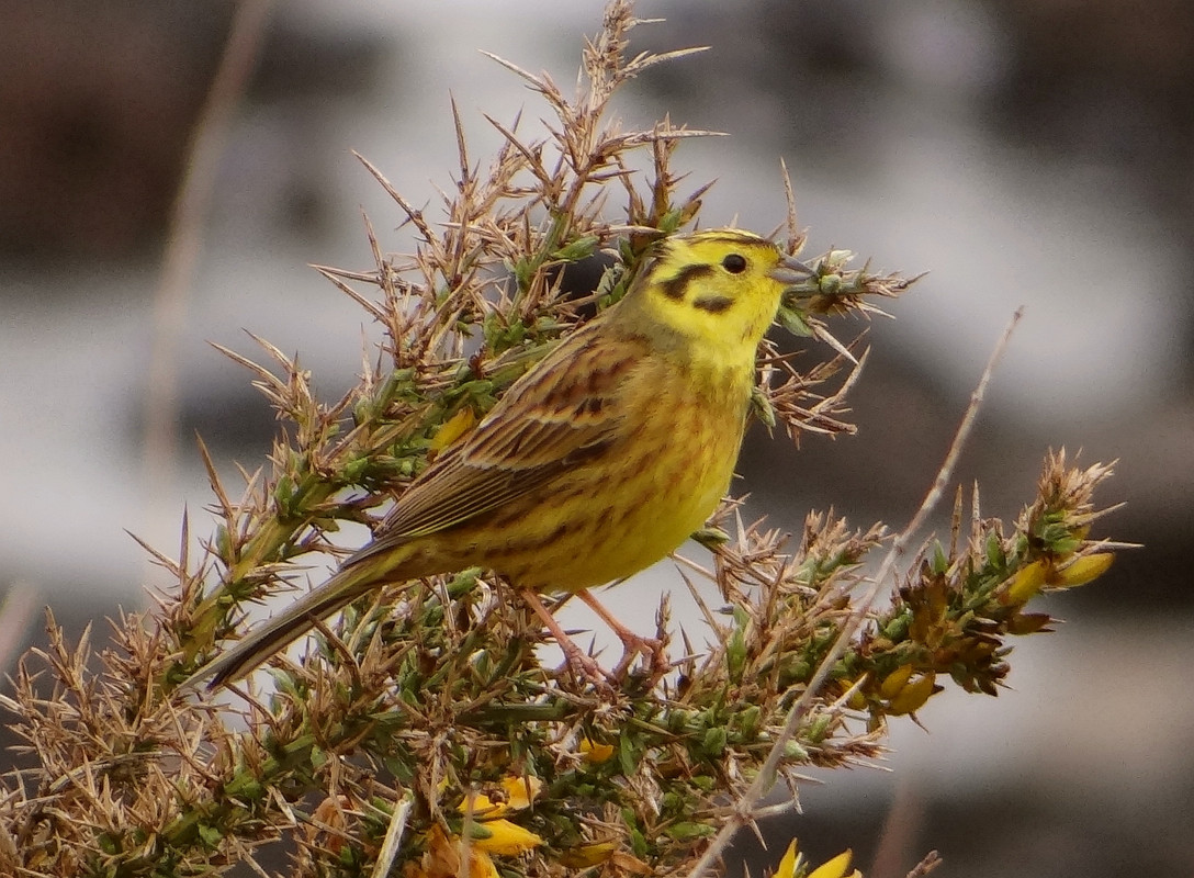 YELLOWHAMMER 19 210424