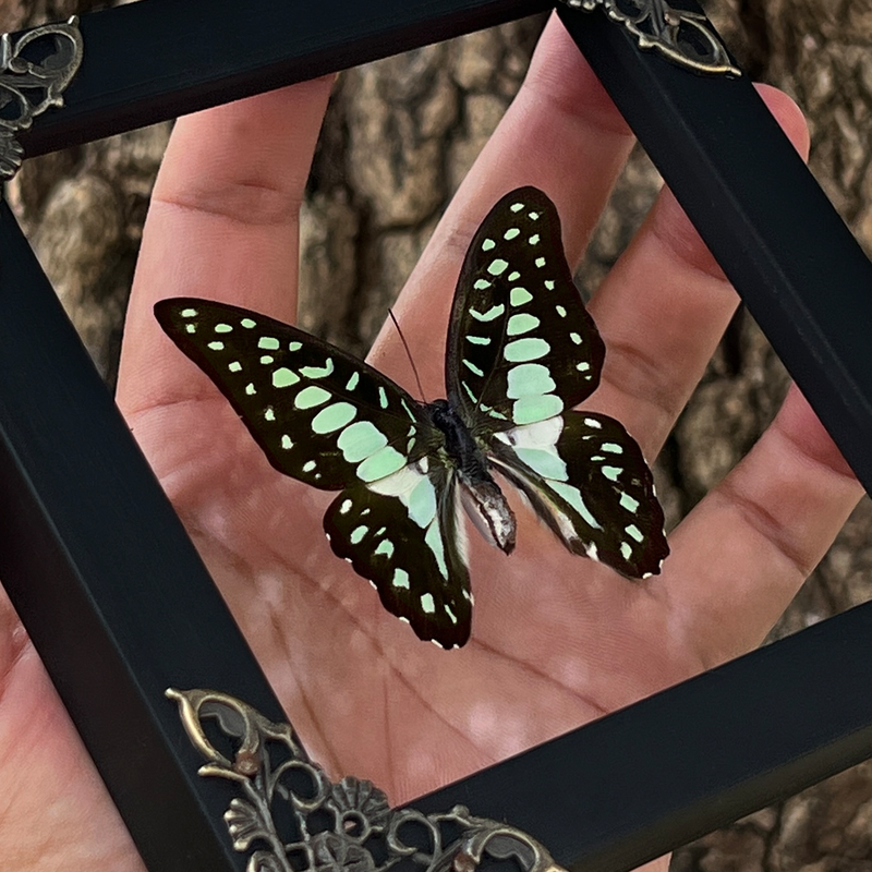 4 Real Butterfly Insect Taxidermy Display In Wood Frame With Glass Front – Science Education