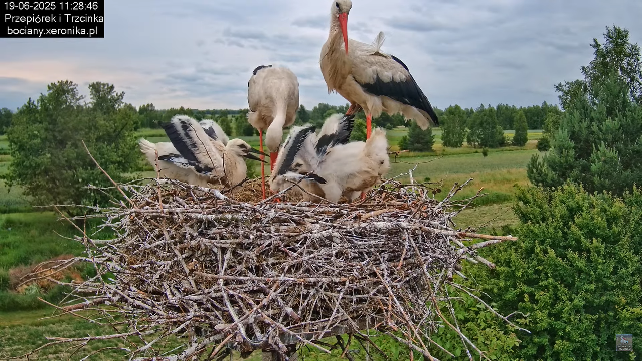 19062025bociany32