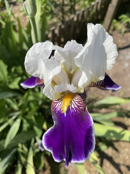 https://i.postimg.cc/LspCLzrc/IMG-4196.jpg