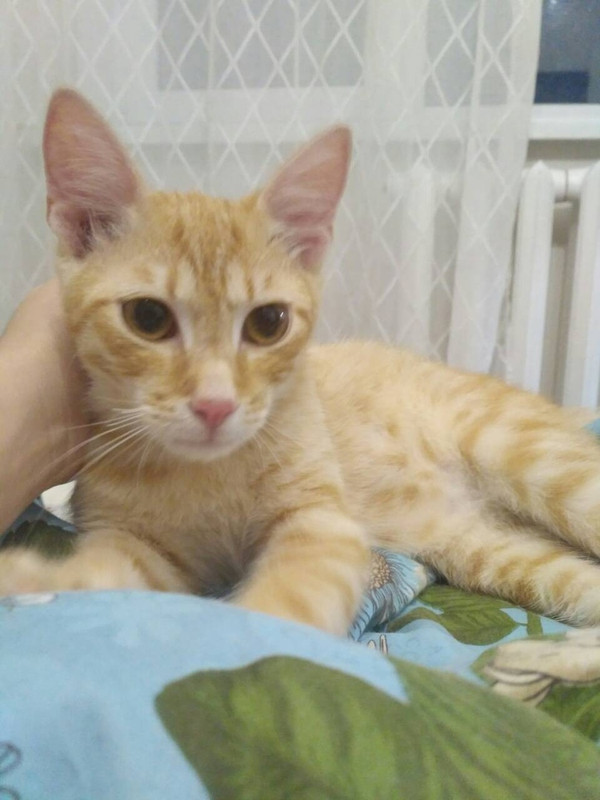 Милаш на передержке