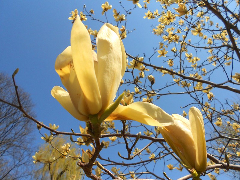 flowersyellowmagnolia.jpg