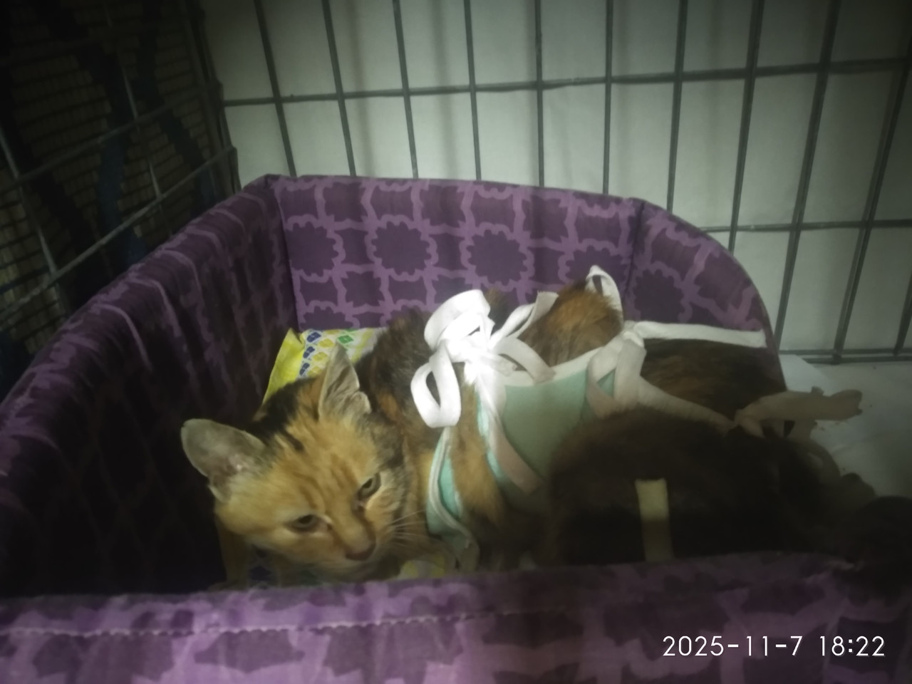 IMG 20251107 182210 HHT