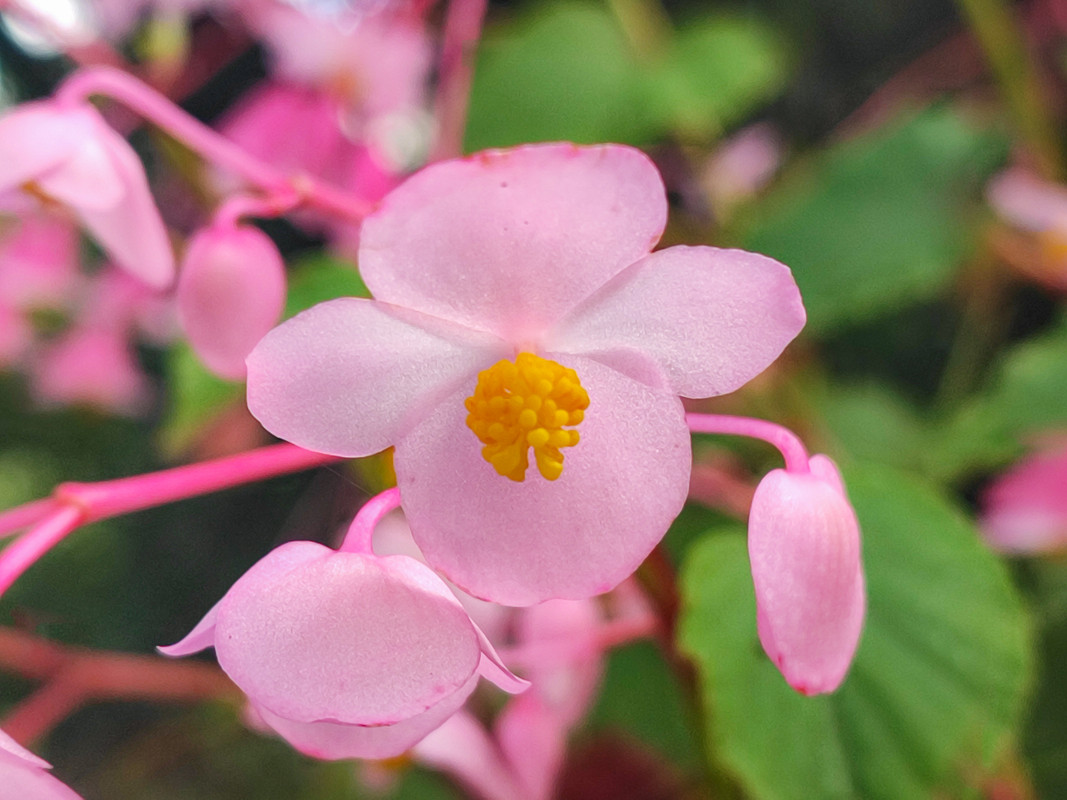 Begonia